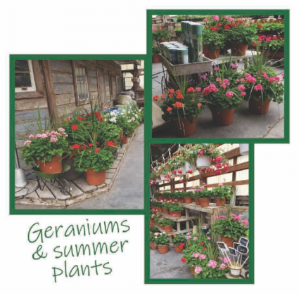 Geraniums & Summer plants  