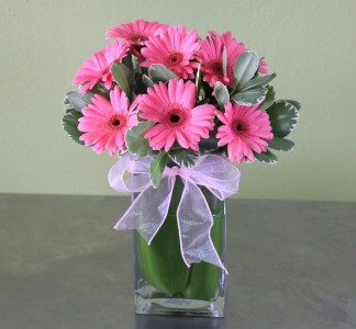 GERBERA DAISY DELIGHT COLOR OF GERBERAS CAN VARY BASED ON AVAILABILITY