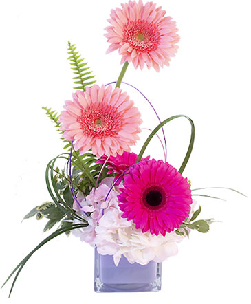 Gerbera Blush Flower Arrangement in Albany, NY | Ambiance Florals & Events