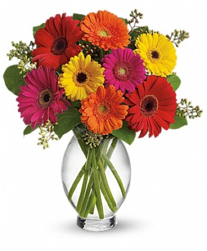 Gerbera Brights