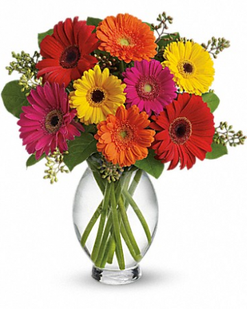 Gerbera Brights T156-1 13.5