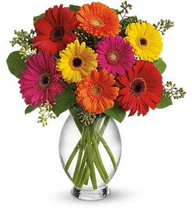 Gerbera Brights Vase Arrangement