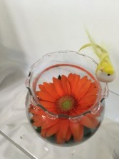 Gerbera Butterfly Bowl any occasion