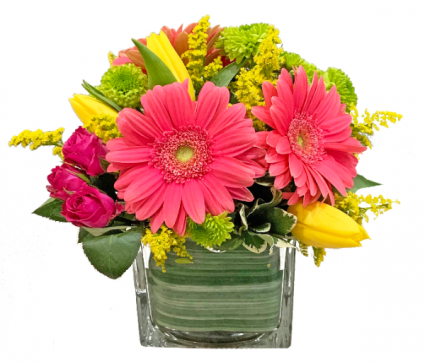 Gerbera Charm Cut flowers