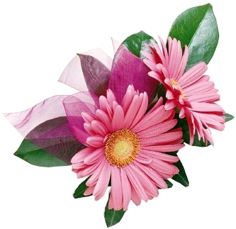 GERBERA CORSAGE
