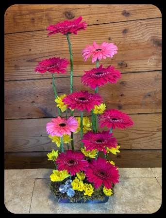Gerbera Crazy!
