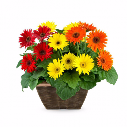 Gerbera Daisy Basket Arrangement