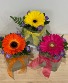 Gerbera Daisy  Cubes