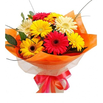 Gerbera Daisy Cut Bouquet -NO VASE Cuts