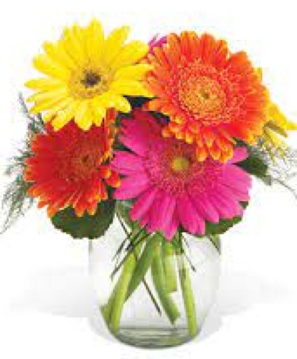 Gerbera Daisy Delight