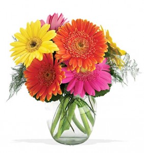 Gerbera Daisy Delight-full-ness