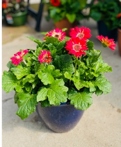 Gerbera Daisy Pot Plant