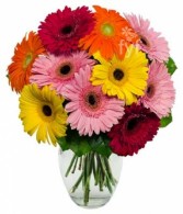 Gerbera Daisy Rainbow Bouquet Vased Arrangement, Florist Choice of Colors