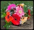Gerbera Daisy Weekly Special 