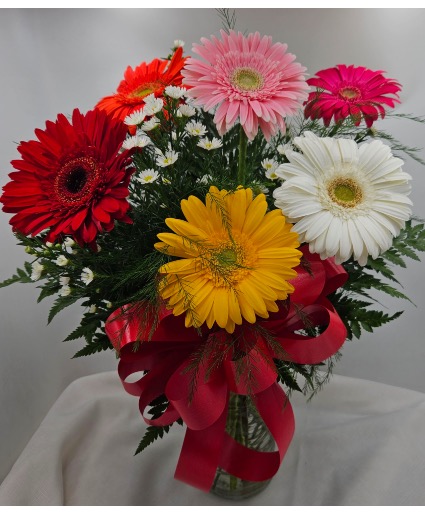 Gerbera Delight Fresh