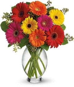 Gerbera Delights Fresh Flowers