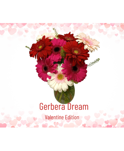 Gerbera Dream - Valentine Ed. 