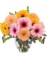 Gerbera Dreams FSN-GER