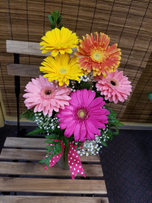 Gerbera Happiness 