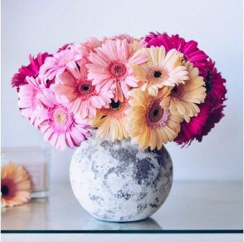 Gerbera happy