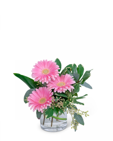 Gerbera Simplicity Flower Arrangement