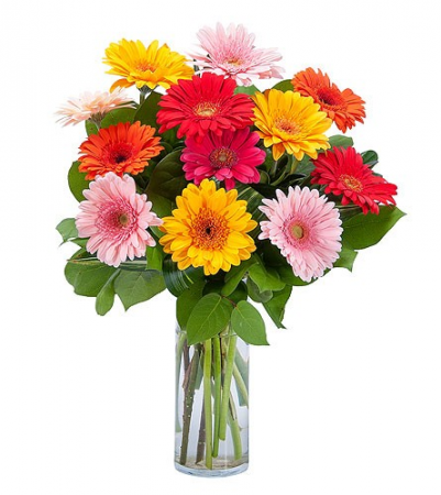 Gerberas Cheerful and playful Gerberas Cheerful and playful