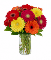 Gerberas Galore 
