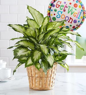 Get Well Green  Plant 