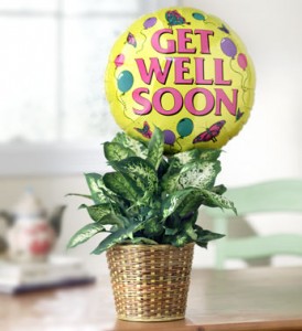 Get Well Green Plant with Balloon Plant