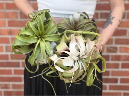 Giant Air Plant Custom Original