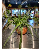 Giant Aloe Vera  Succulent Plant