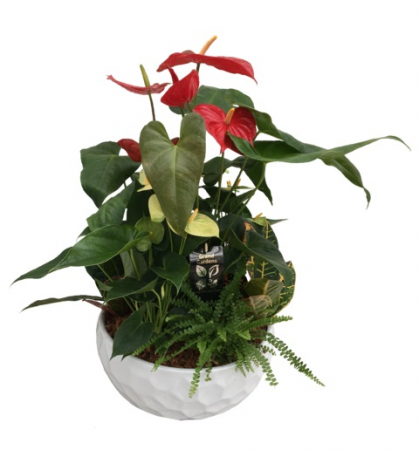 Giant Anthurium Planter