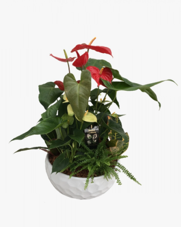 Giant Anthurium Planter - SOLD OUT Tropical 