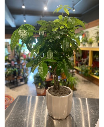 Giant Braided Money Tree Non Toxic Plant in South Milwaukee, WI | PARKWAY FLORAL INC.