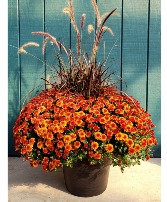 Giant Garden Mum with Grass Plant