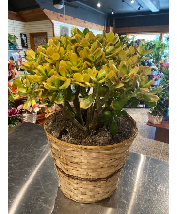Giant Golden Jade Tree Succulent in South Milwaukee, WI | PARKWAY FLORAL INC.