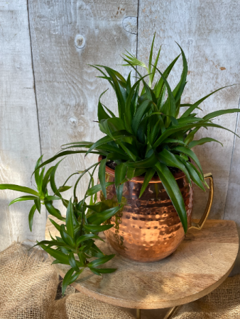 Cheers to You! Copper Mug planter with Spider Plant