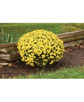 Giant Mum Plant Fall