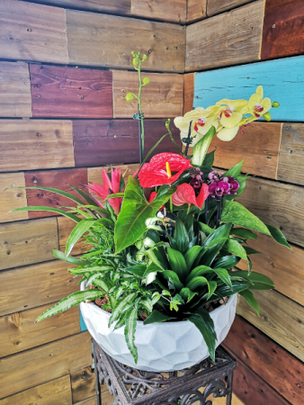 Giant Orchid Planter Orchids, Anthurium, Bromeliad, Peace lilly...