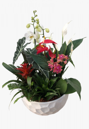 Giant Orchid Planter - SOLD OUT Tropical 