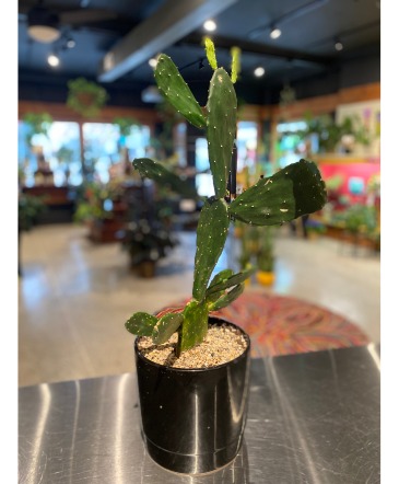Giant Paddle Cactus  Potted Plant  in South Milwaukee, WI | PARKWAY FLORAL INC.