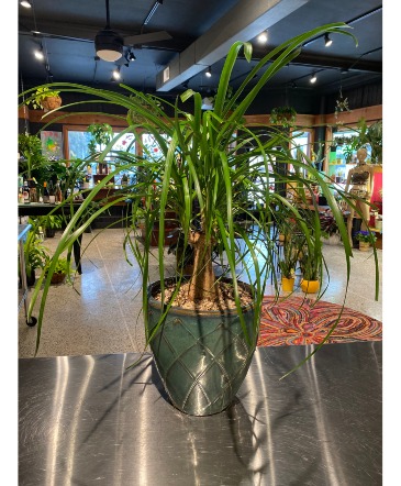 Giant Pony Tail Palm  Non Toxic Plant  in South Milwaukee, WI | PARKWAY FLORAL INC.