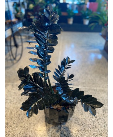 Giant Raven ZZ Designer Plant  in South Milwaukee, WI | PARKWAY FLORAL INC.