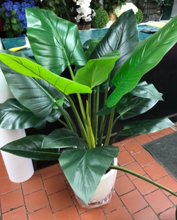 Giant Tora Plant