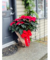 GIANT Wrapped Poinsettia Potted Plant