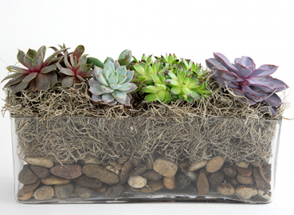 Giardino succulento Giardino succulento