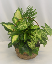 Gift of Greenery dishgarden