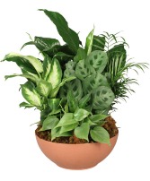 Gift of Greens 
