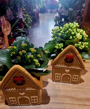 Gingerbread House With Kalanchoe  