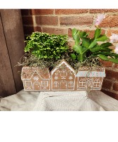Gingerbread Potted Mix 